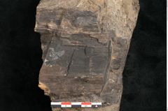 Foto (Detailansicht) von Palissya podocarpoides Ettingshausen (NHMW-GEO-2024-0188-10343)
